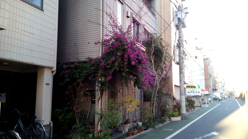 東京下町 樹木探索 東京亜熱帯